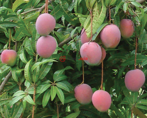 巴拿马科克莱río grande总占地10000平方米的土地