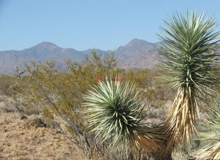 parc 709 billy the kid rd, yucca, arizona, united states加入